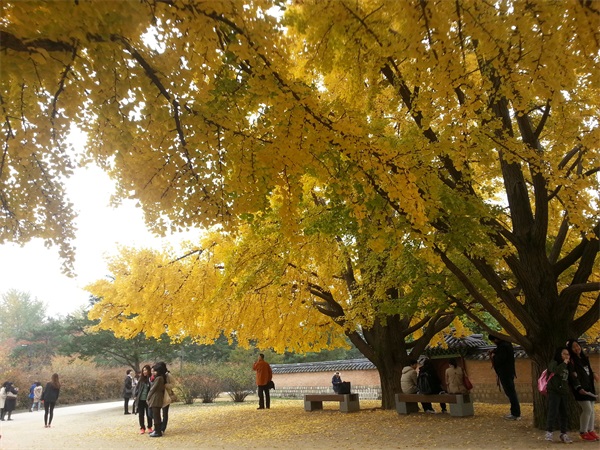 银杏树