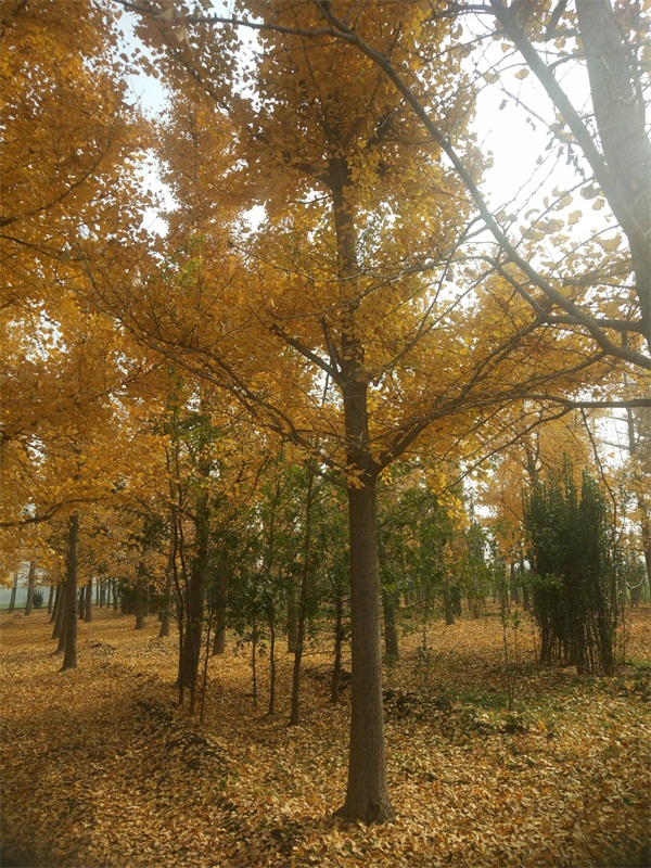 银杏树