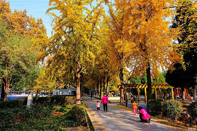 北京公园银杏树案例
